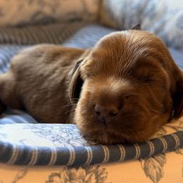Dawson - Red male Australian Labradoodle puppy in Summerfield, North Carolina from Four Oaks Labradoodles