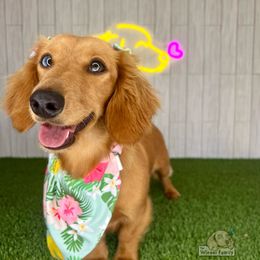 Kira - Cream female Dachshund puppy in Ocala, Florida from The Wiener Family