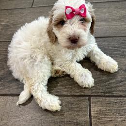 Ticonderoga - Caramel cream female Labradoodle puppy in Camden, North Carolina from Oopsie Doodles of NC