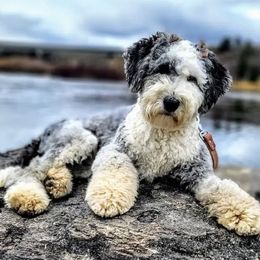 Bernedoodle, Goldendoodle, Poodle, and Sheepadoodle All Grown Up from Kerr Kanine Ranch