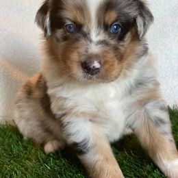 Australian Shepherd Puppies from Sweets' Cattle Co and Australian Shepherds