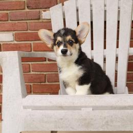 Pembroke Welsh Corgi Puppies from Salted Rim Corgis