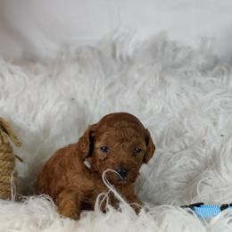 Miles OFA and CHIC parents - Red  male Poodle puppy in Westfield, North Carolina from Legacy Pets