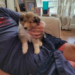 Shetland Sheepdog Puppies from Armitage Shetland Sheepdogs