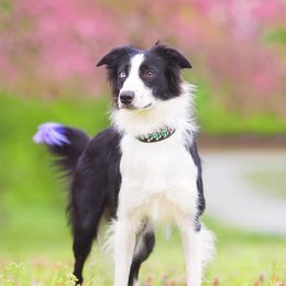 Border Collie All Grown Up from Eastwillow Border Collies