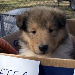 Peter - Sable and white male Collie puppy in Carencro, Louisiana from Cajun Bayou's Collies LLC