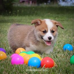 Samiel - Sable male Pembroke Welsh Corgi puppy in Wever, Iowa from Sheep and Corgis