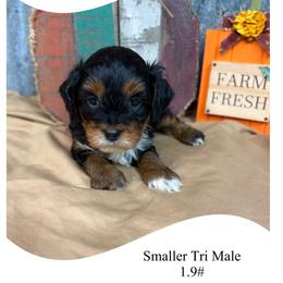 Brown-smaller Tri color - Tri-color male Cavapoo puppy in Clarksville, Iowa from Iowa Heartland Doodles