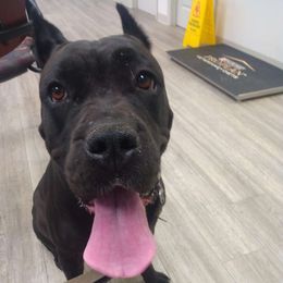 Bella - Cane Corso