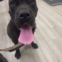 Bella - Cane Corso