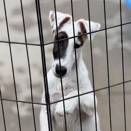 Blue Boy - White tan and black male Smooth Fox Terrier puppy in Iowa from Misty Hollow