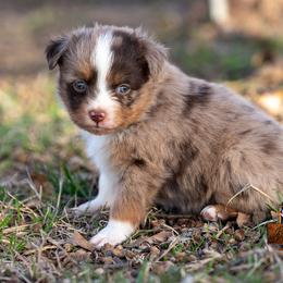 Miniature American Shepherd, Miniature Australian Shepherd, and Toy Australian Shepherd Puppies from Best Little Aussies