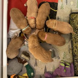 Nova Scotia Duck Tolling Retriever Puppies from Tallyho Tollers