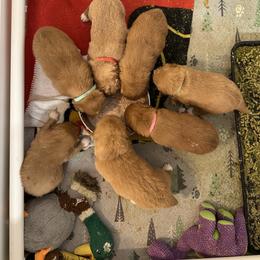 Nova Scotia Duck Tolling Retriever Puppies from Tallyho Tollers