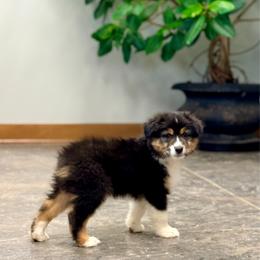 Mustard (lt blue collar) - Black tri-color male Australian Shepherd puppy in Ashland, Ohio from SS Australian Shepherds