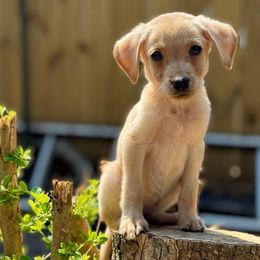 Pigeon - Yellow female Labrador Retriever puppy in Houston, Texas from CMJ Kennels