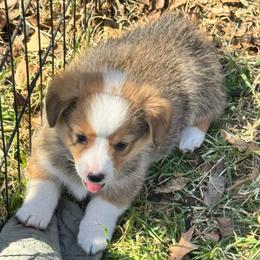 Charlie - Sable male Pembroke Welsh Corgi puppy in Millsap, Texas from Punchy Pembroke Ranch