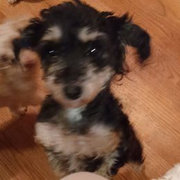 Angie - Poodle