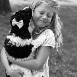 Poodle Puppies from Kirsten Kenning's Standard Poodle