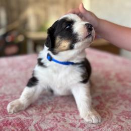 Blue - Black tri-color male Australian Shepherd puppy in Fontana, California from J.O Family Aussies