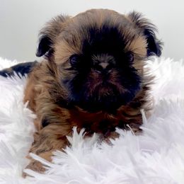 Howie - Red male Shih Tzu puppy in Jacksonville, Florida from Fancy Garden Shih Tzu