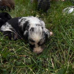Rita - Blue merle female Australian Shepherd puppy in Ridgeville, Indiana from McCord’s Standard Aussies