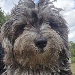 Bentley - Merle male Maltipoo puppy in Lebanon, Kentucky from Mosaic Merle Doodles