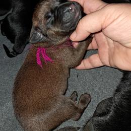 Boy 5 - Black male Cane Corso puppy in Clarksburg, West Virginia from West By God Virginia Cane Corso