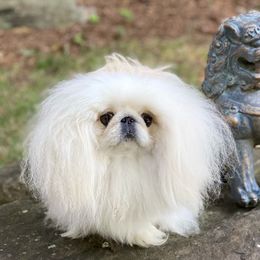 Ariel - Pekingese