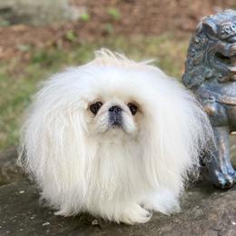 Ariel - Pekingese