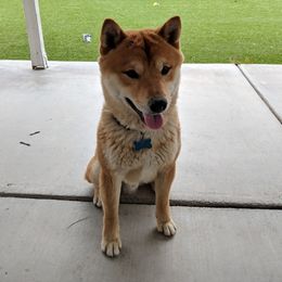 Rocket - Shiba Inu