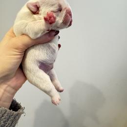 Frosty - Cream male French Bulldog puppy in Campbell Hall, New York from Charlie’s Frenchies