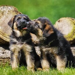 German Shepherds from Arcturus German Shepherds