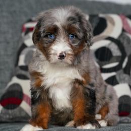 Wheeler - Merle male Bernedoodle puppy in Dundee, Ohio from Down Home Doodle