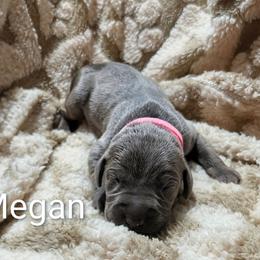 Megan - Blue female Weimaraner puppy in Evart, Michigan from Drehbar Weimaraners