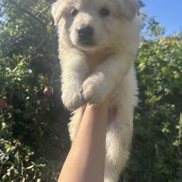 Grey Collar - White male German Shepherd puppy in Sylvania, Ohio from Mitso Shepherds