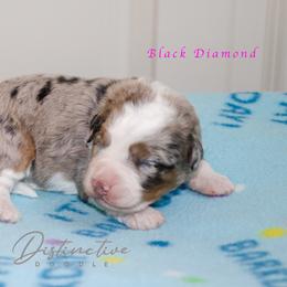 Black Diamond - Blue merle female Aussiedoodle puppy in Kennesaw, Georgia from Distinctive Doodle