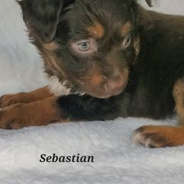Sebastian - Miniature Australian Shepherd puppy in Roseville, California from Golden State Mini Aussies