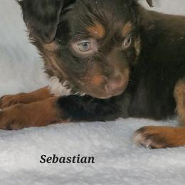 Sebastian - Miniature Australian Shepherd puppy in Roseville, California from Golden State Mini Aussies