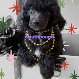 Coco (Purple) - Black female Poodle puppy in Leoma, Tennessee from Southbound Kennel