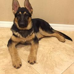 German Shepherd Puppies from Von Ward Kennels