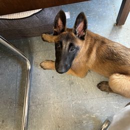 Belgian Malinois Puppies from MonStar Malinois