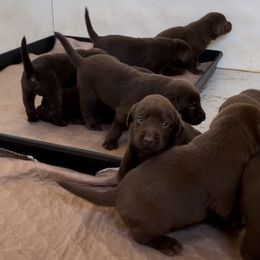 German Shepherd and Labrador Retriever Puppies from RJS Kennels