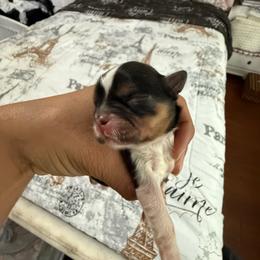 Female 1 - Black and tan female Shih Tzu puppy in Suwanee County, Florida from Everlasting Shih Tzu