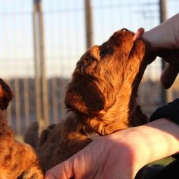 Goldendoodle Puppies from Deer Valley Doodles