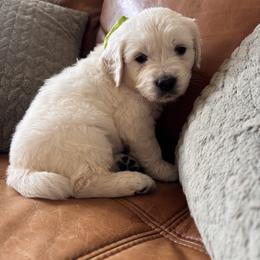 Green boy - Light golden male Golden Retriever puppy in Pahrump, Nevada from Southern Nevada Goldens