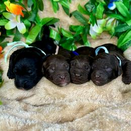 Cabo - Chocolate male Goldendoodle puppy in Haltom City, Texas from Ohana Doodles