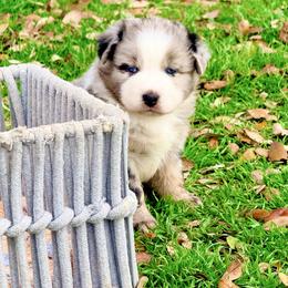 Luna - Blue merle female Australian Shepherd puppy in Mineral Wells, Texas from A6 Australian Shepards