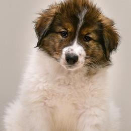 Maple od Dinare - White female Tornjak puppy in Raleigh, North Carolina from Tornjak Kennel "Od Dinare"