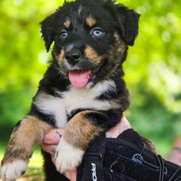 Australian Shepherd Puppies from Kenmont Kennels